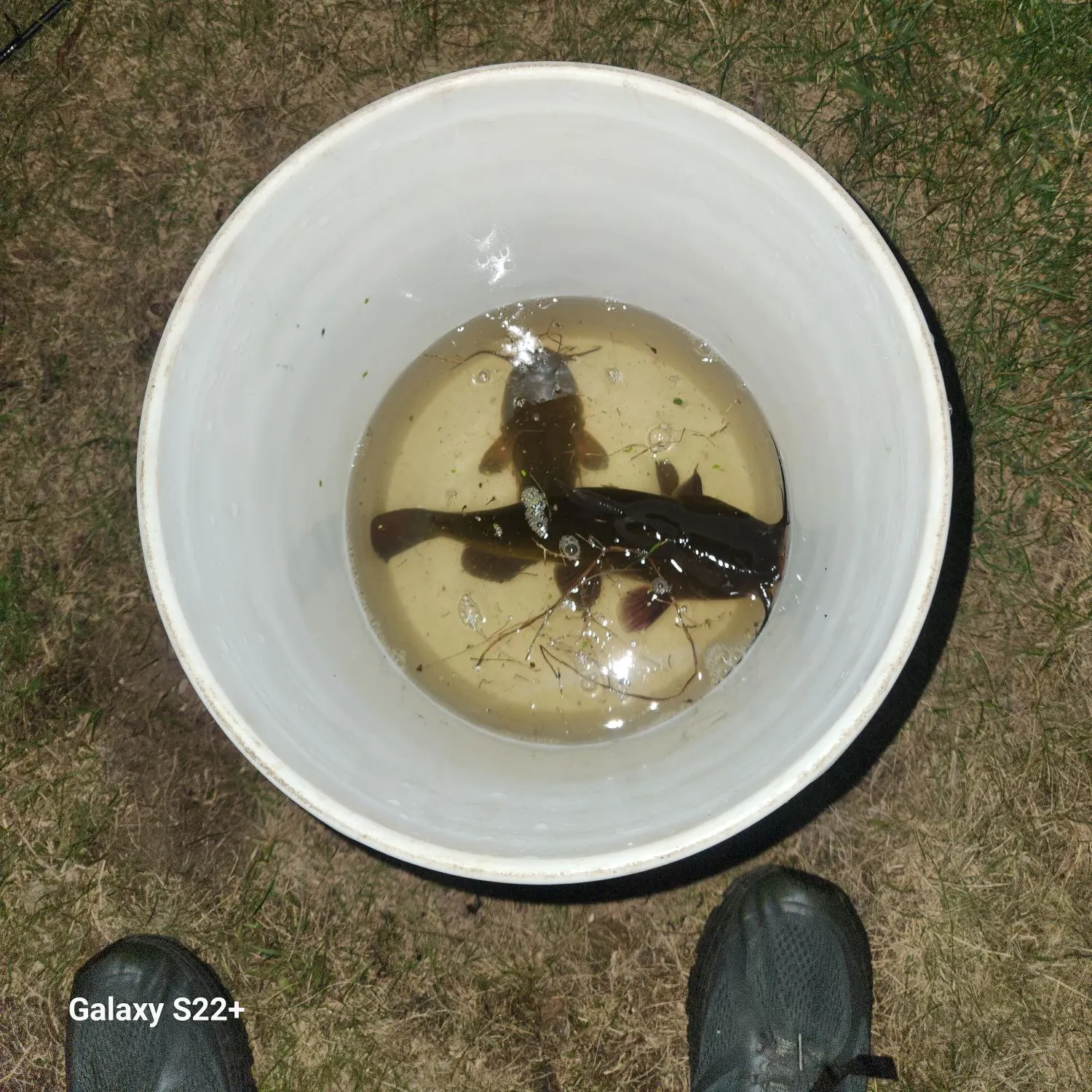 Black bullhead caught on Fishbrain