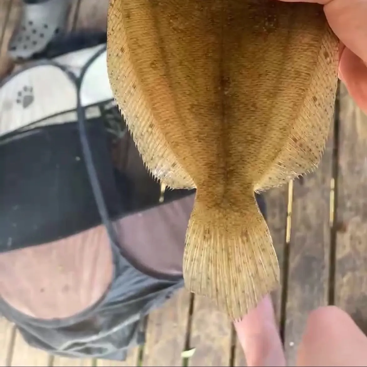 The most recent Dover sole catches on Fishbrain