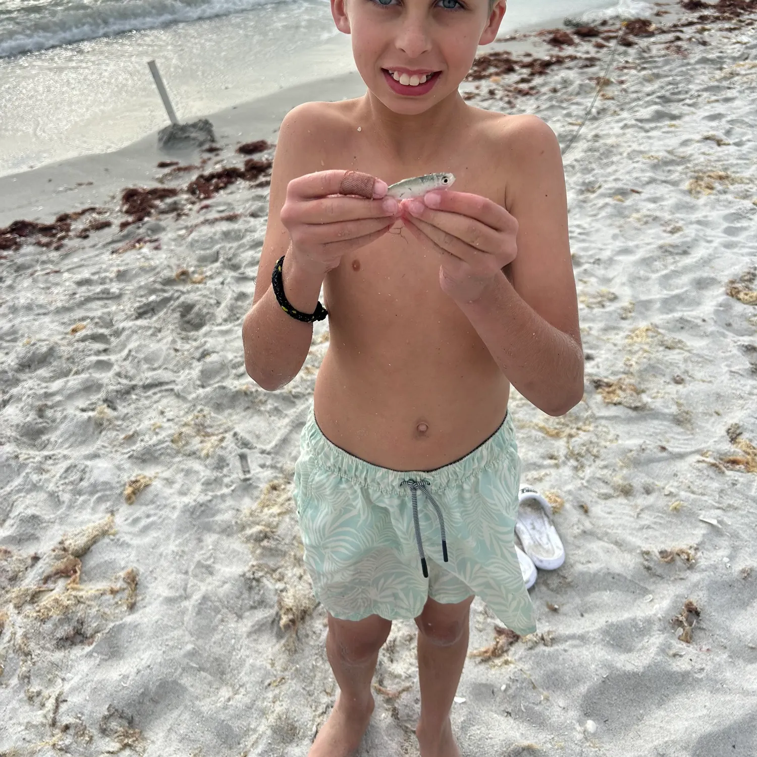 The most recent Scaled herring catches on Fishbrain