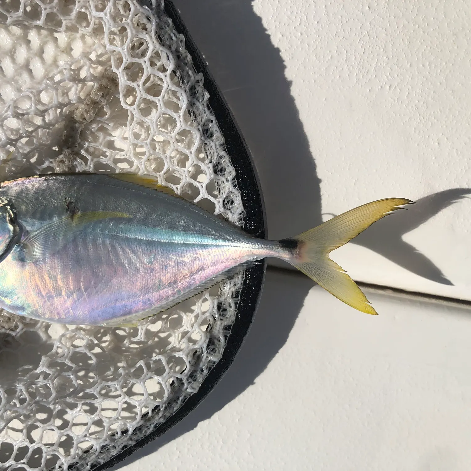 The most recent Atlantic bumper catches on Fishbrain