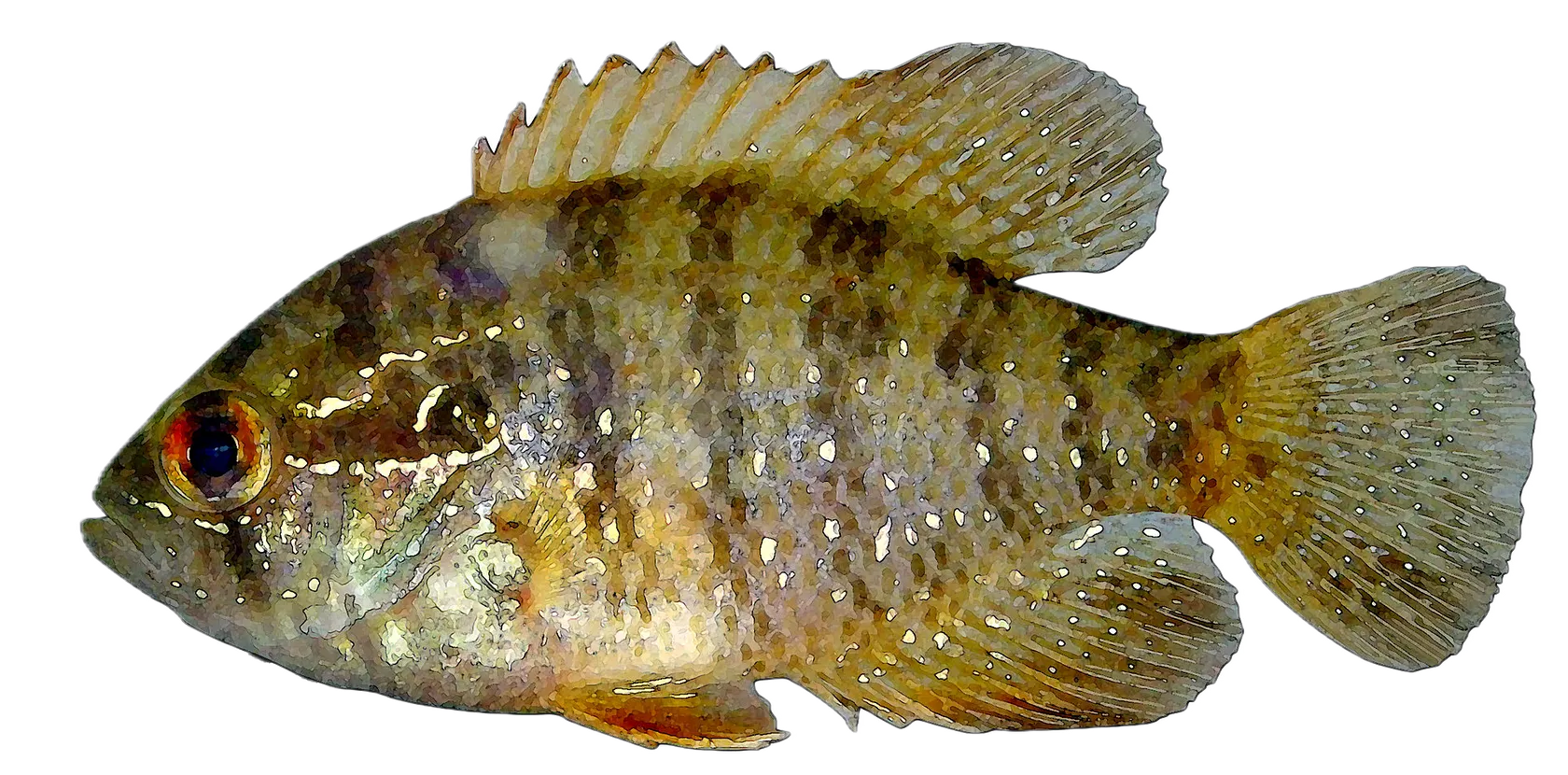 Banded Sunfish