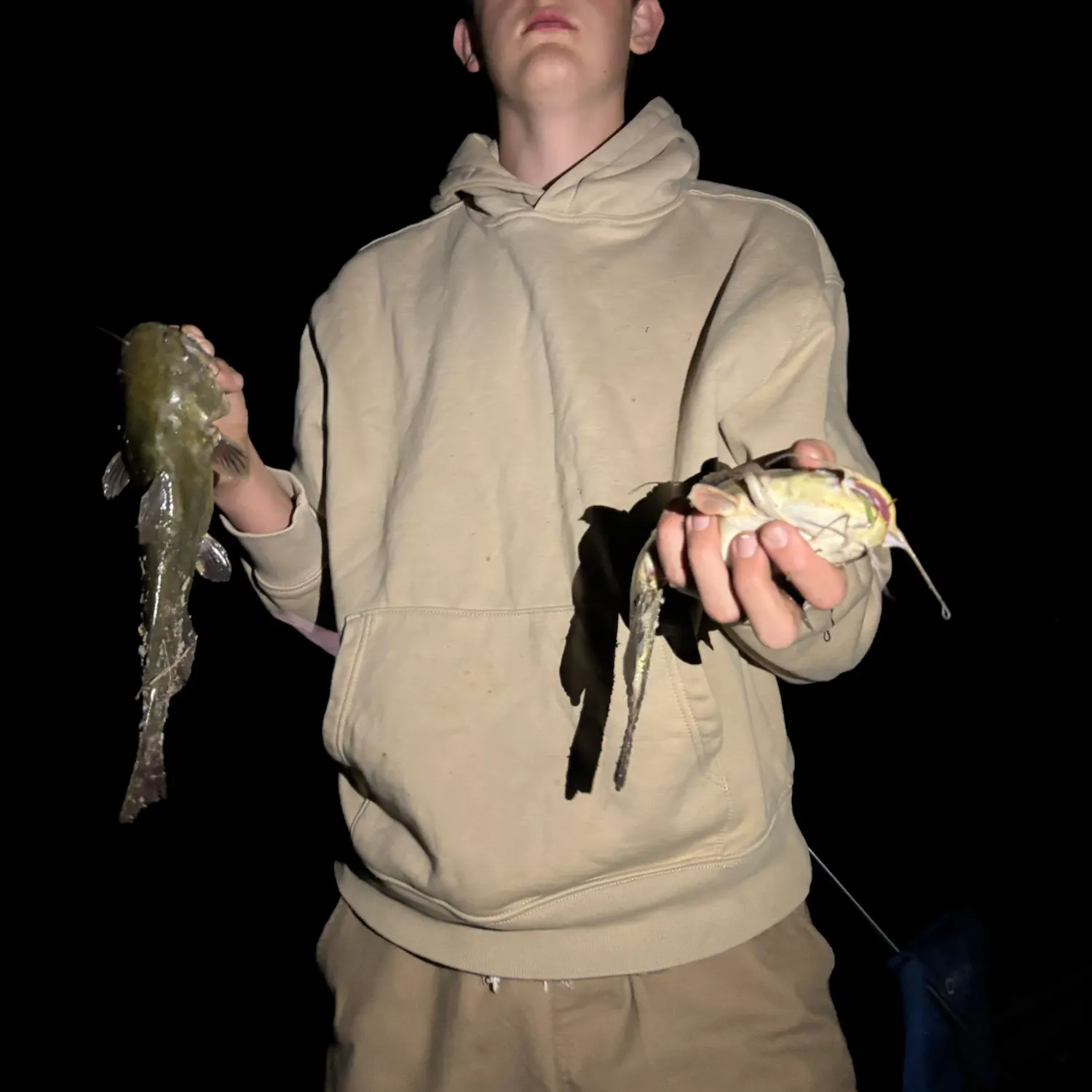 Yellow bullhead caught on Fishbrain