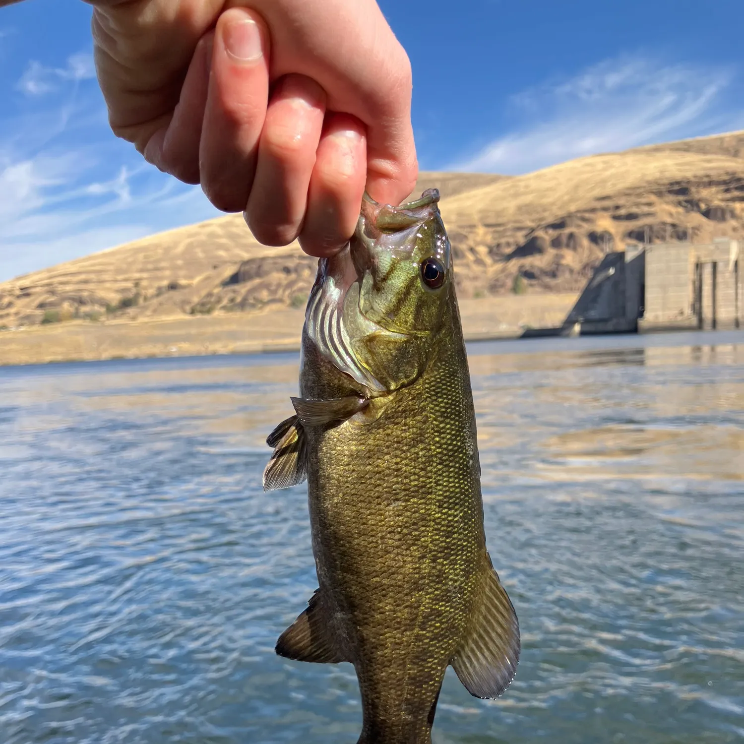 Smallmouth bass caught on Fishbrain