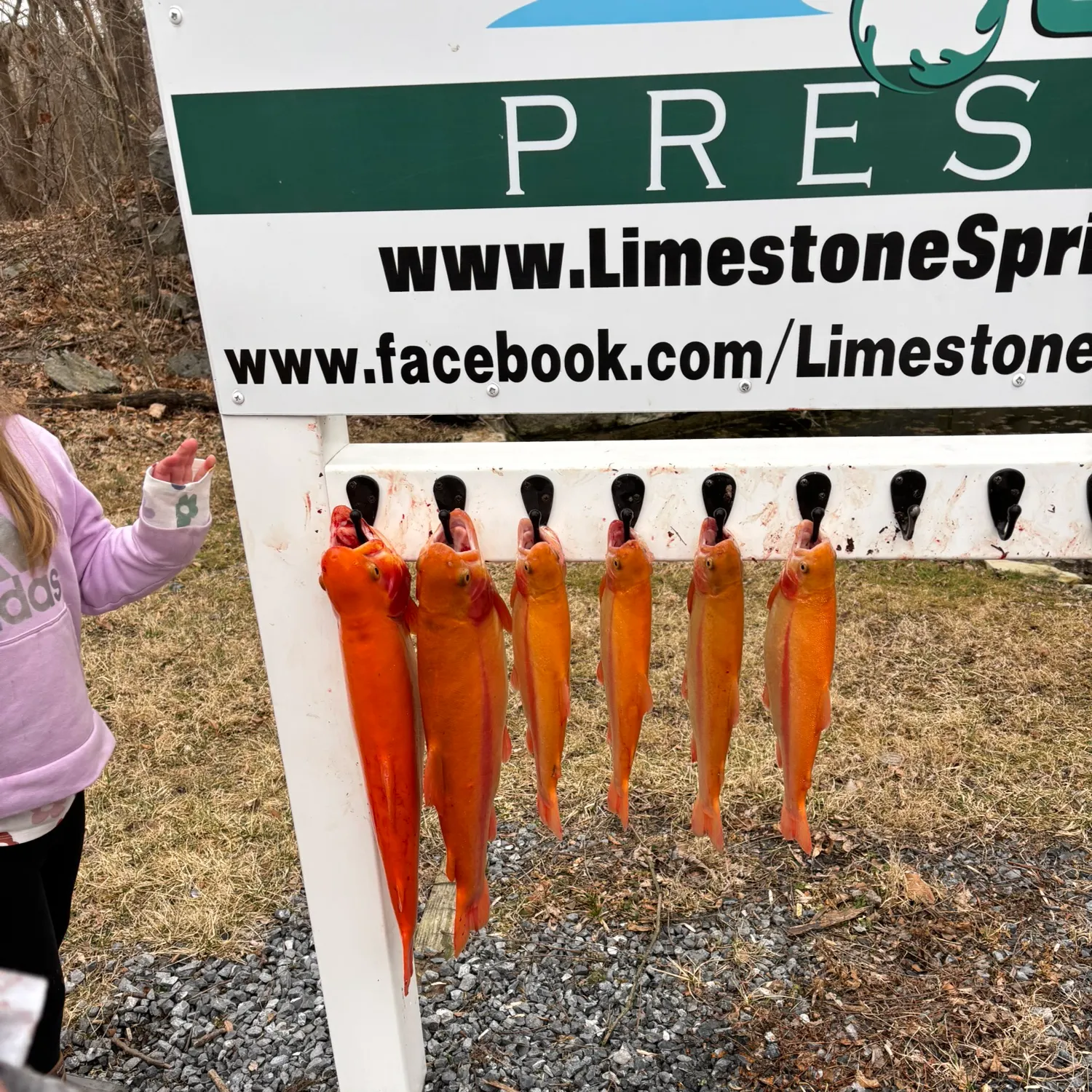The most recent Golden rainbow trout catches on Fishbrain