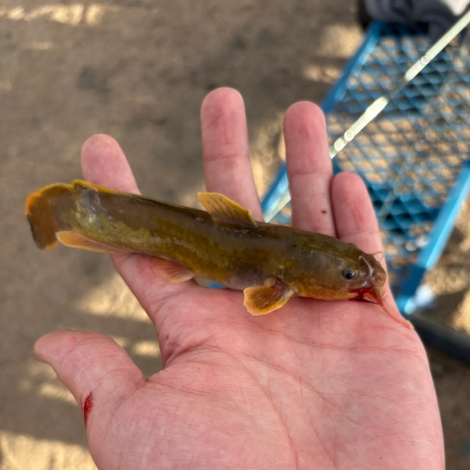 The most recent Stonecat catches on Fishbrain