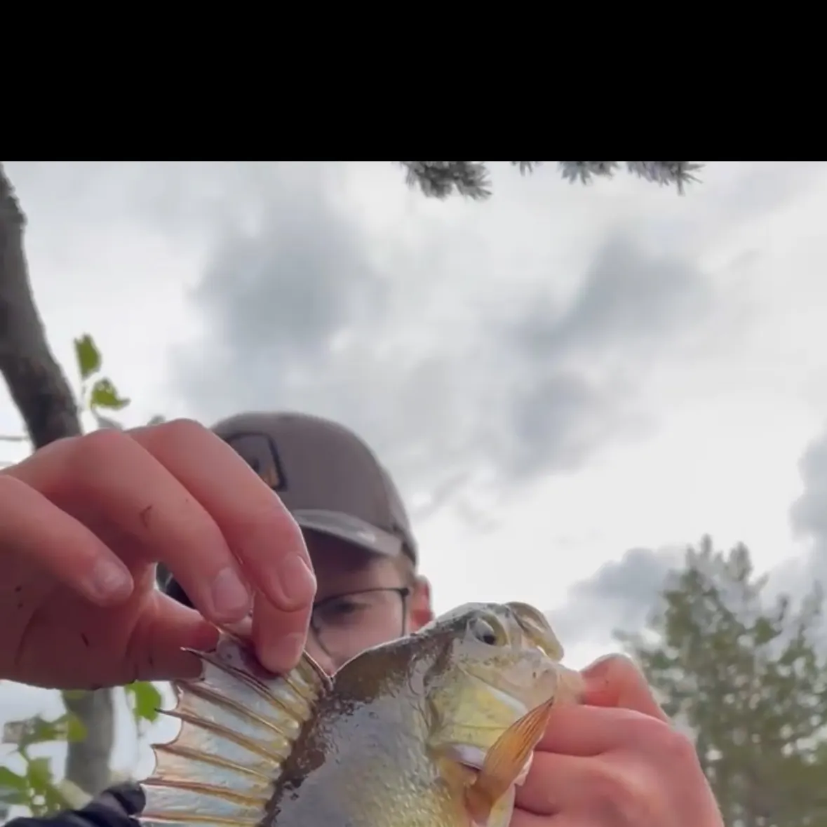 European perch caught on Fishbrain
