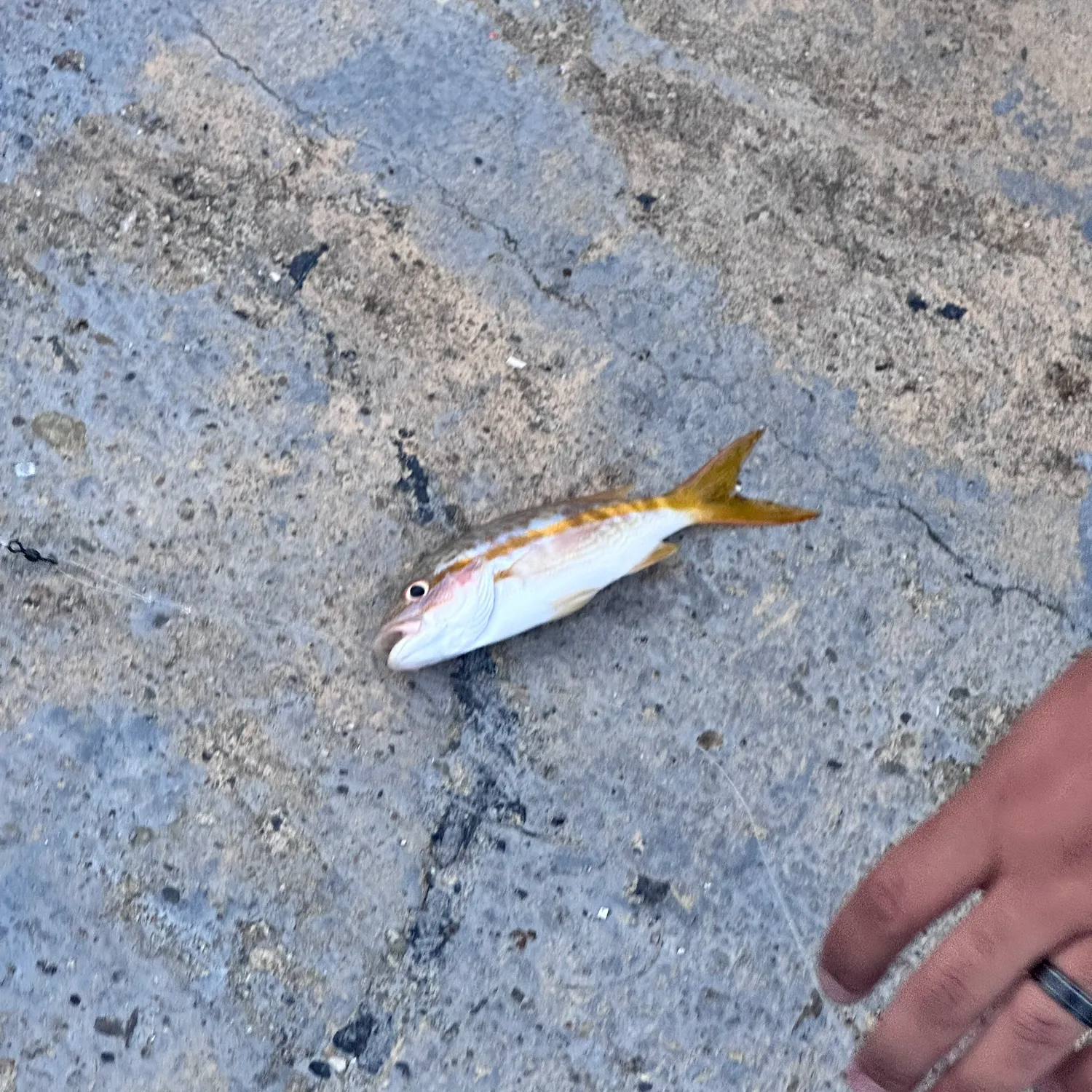 most liked catch image