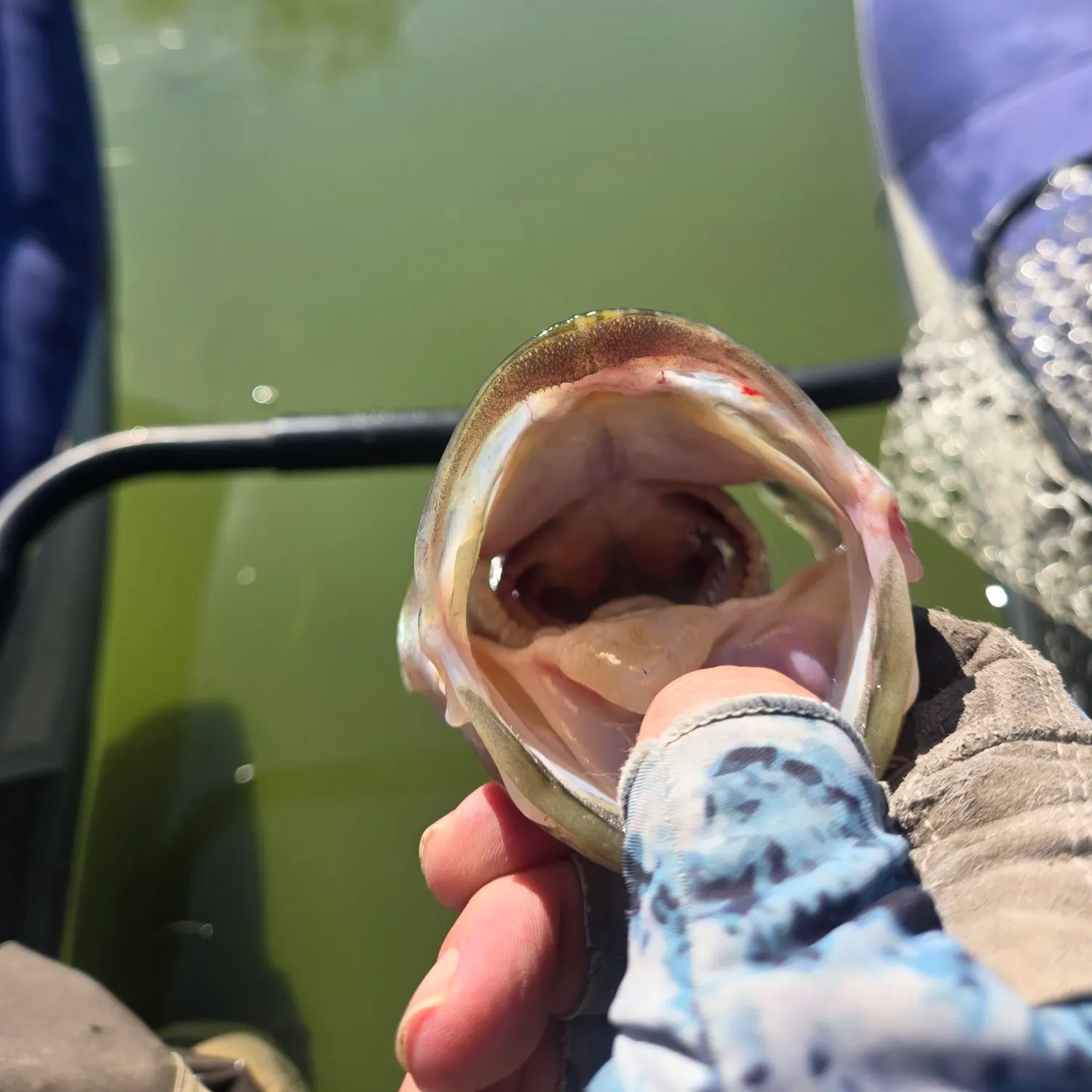 The most recent American bullfrog catches on Fishbrain