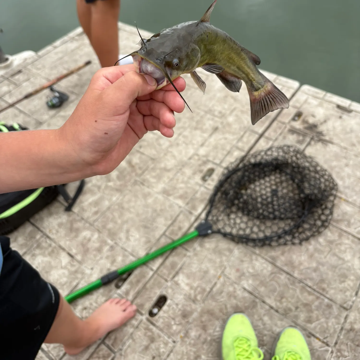 Black bullhead caught on Fishbrain