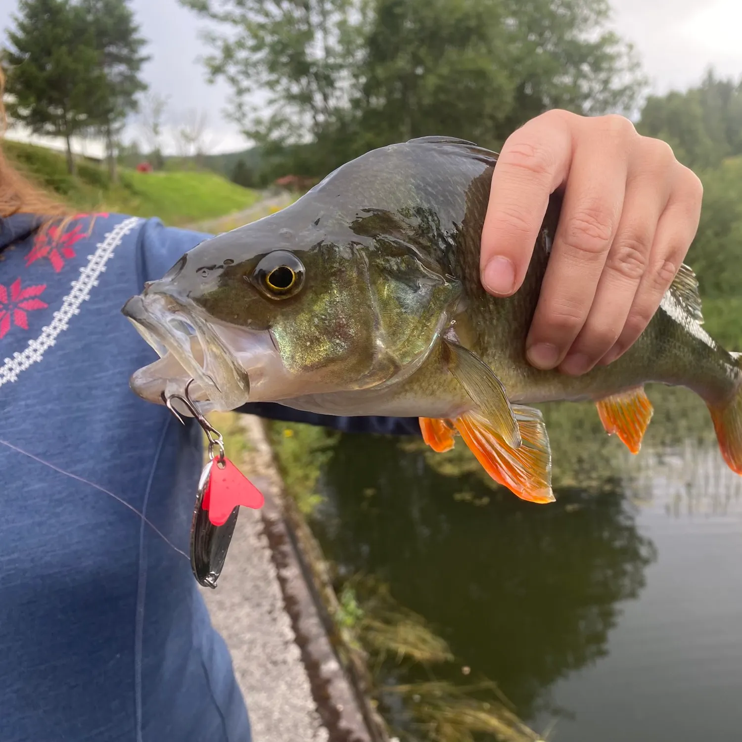 European perch caught on Fishbrain