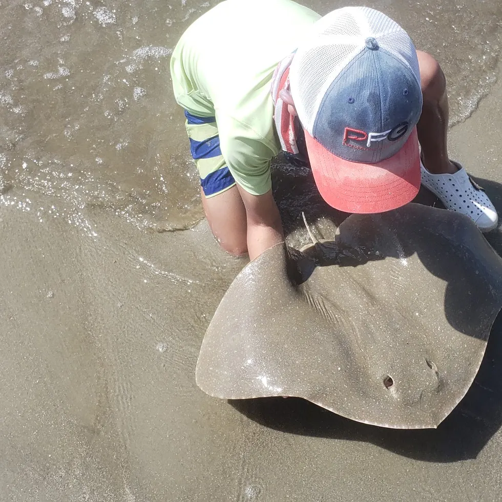 The most recent Lessa’s butterfly ray catches on Fishbrain