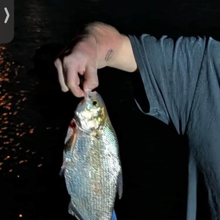 The most recent American gizzard shad catches on Fishbrain