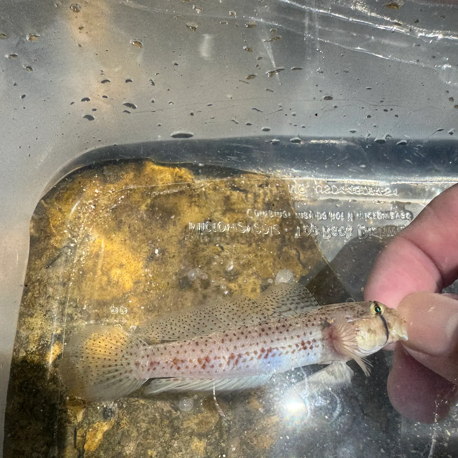 The most recent Goldspot goby catches on Fishbrain