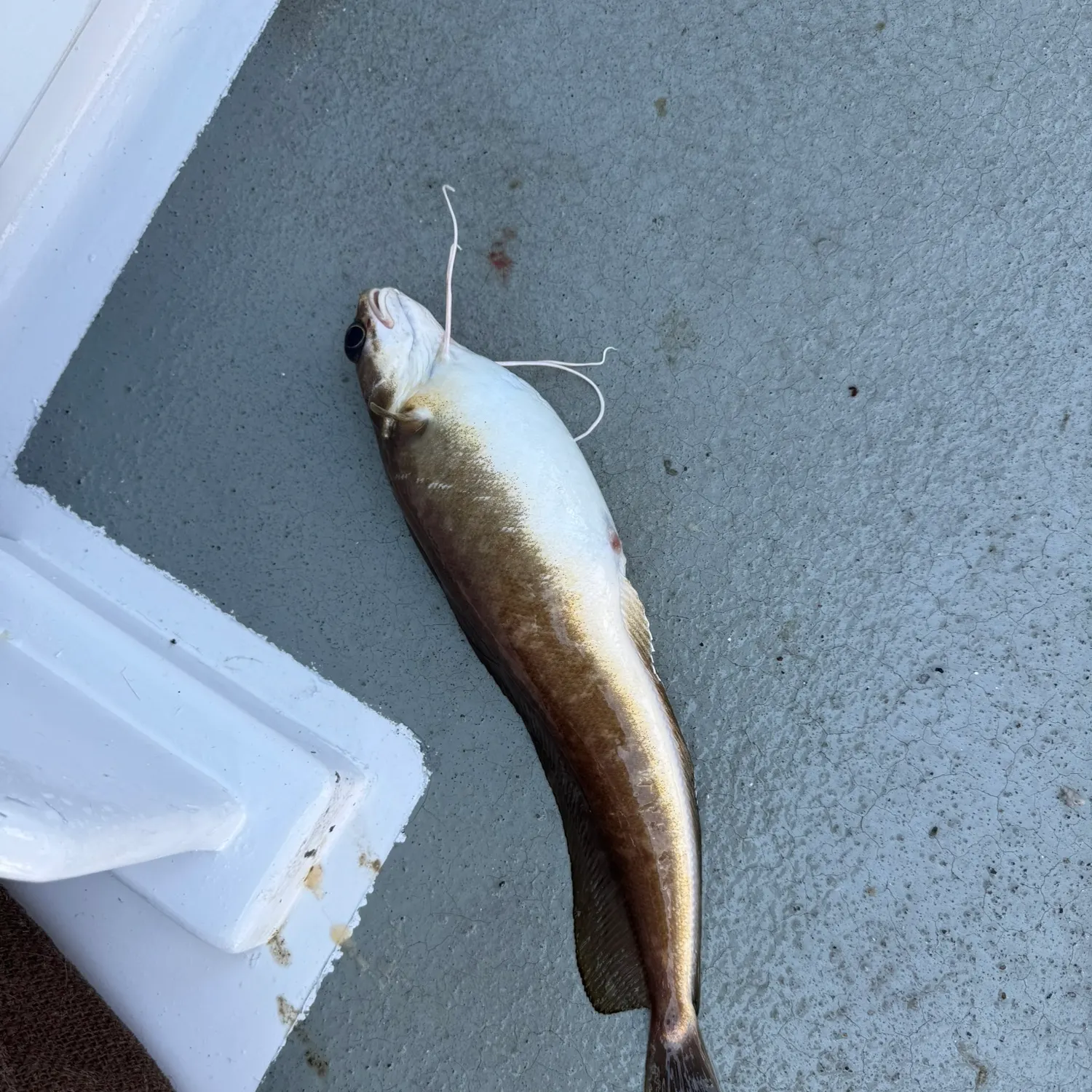 The most recent White hake catches on Fishbrain