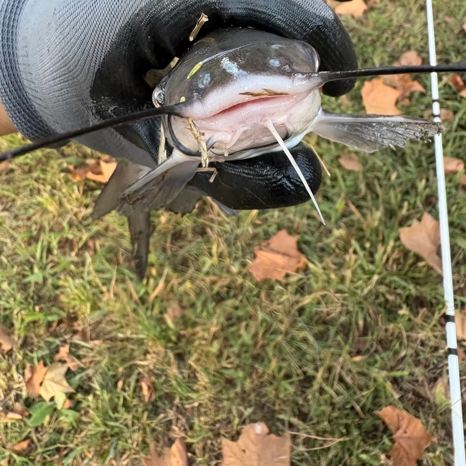Fish caught on Fishbrain