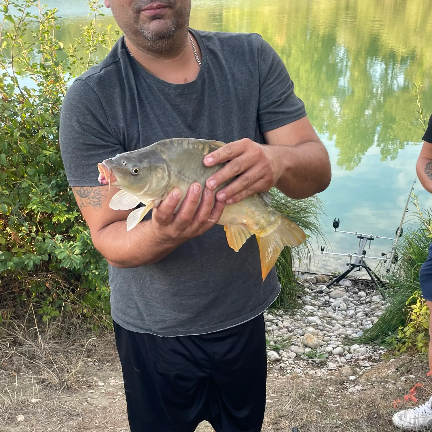 Mirror carp caught on Fishbrain