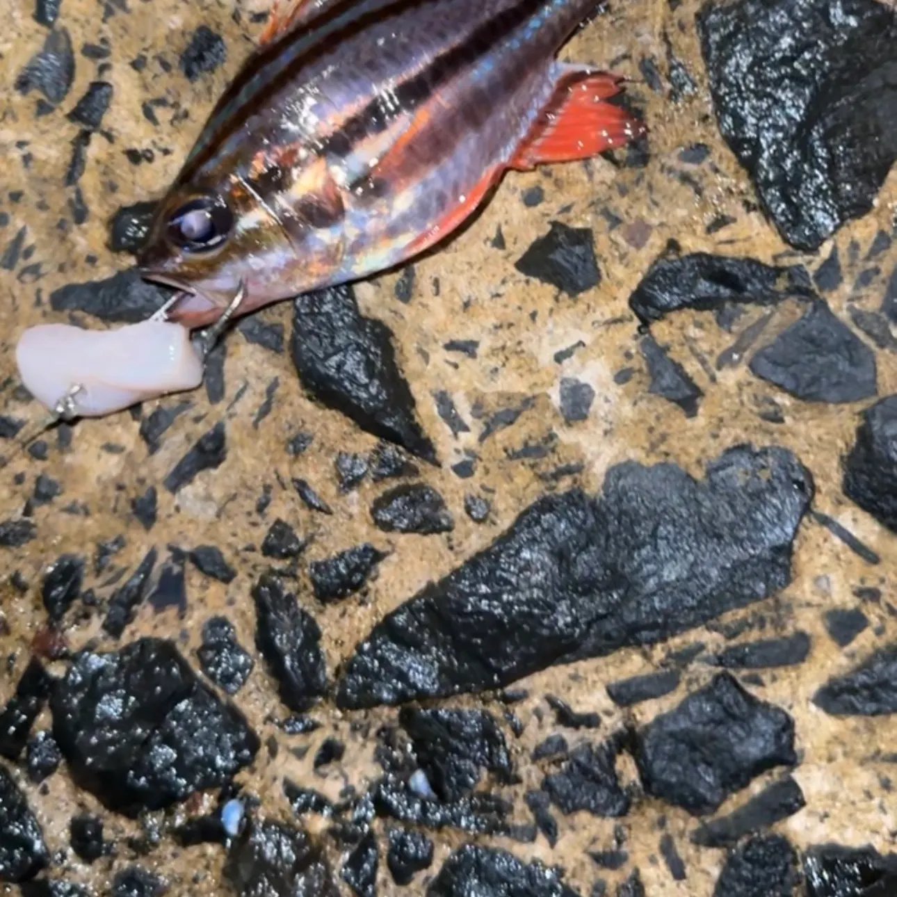 The most recent Zebra fish catches on Fishbrain