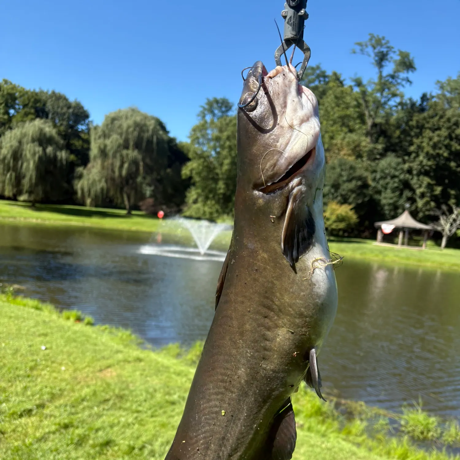 Channel catfish caught on Fishbrain