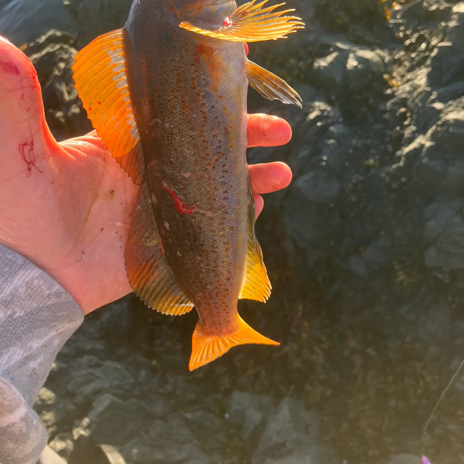 The most recent Kelp greenling catches on Fishbrain