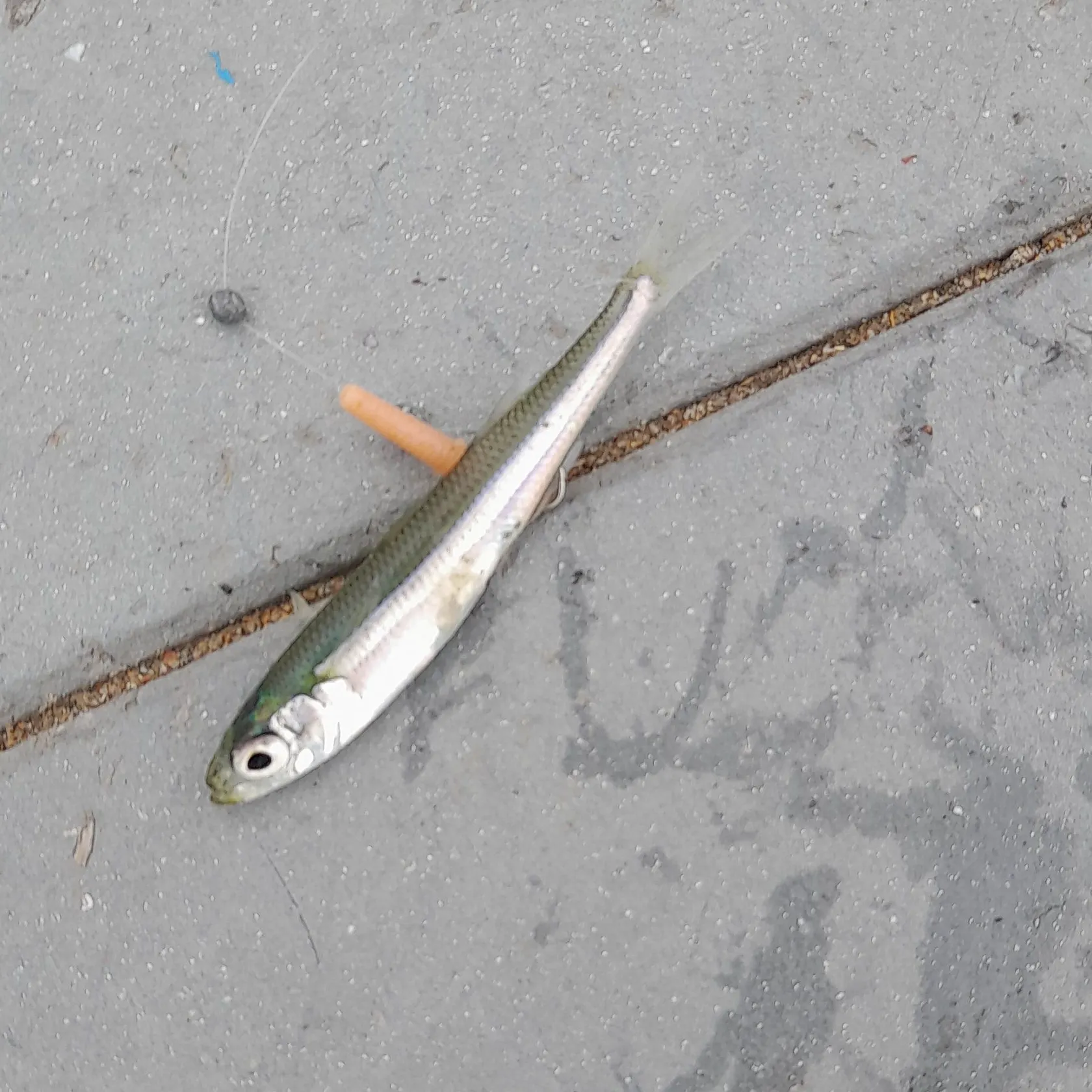 The most recent Whitebait smelt catches on Fishbrain