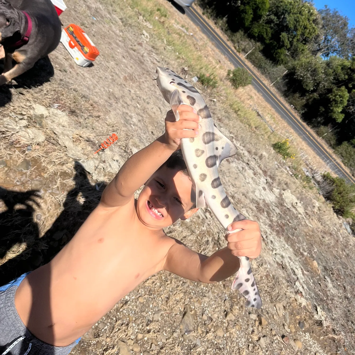 Leopard shark caught on Fishbrain