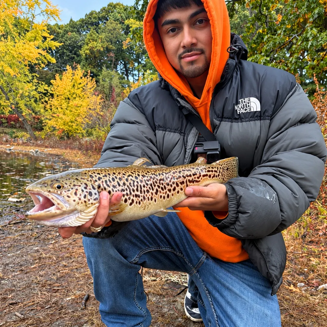 Brown trout caught on Fishbrain