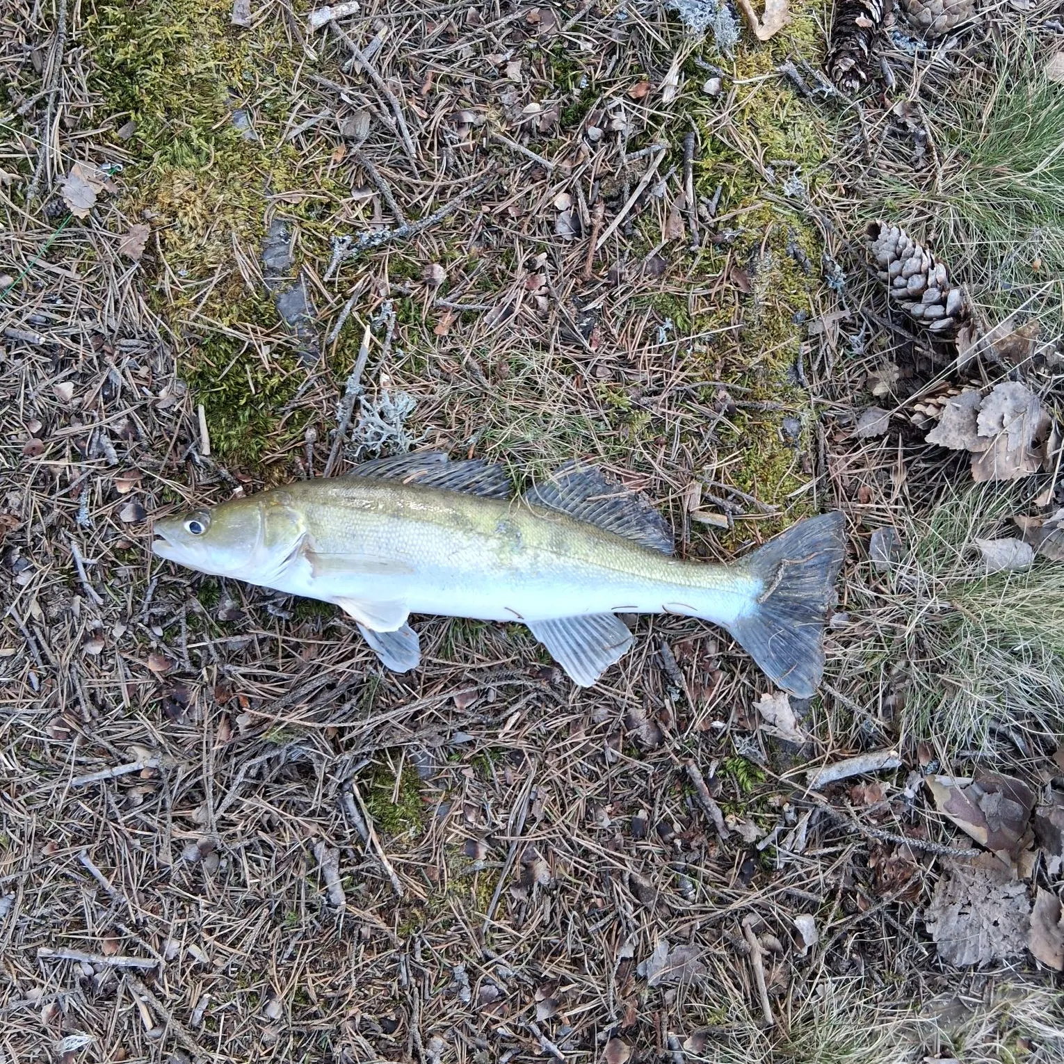 The most recent Zander catches on Fishbrain