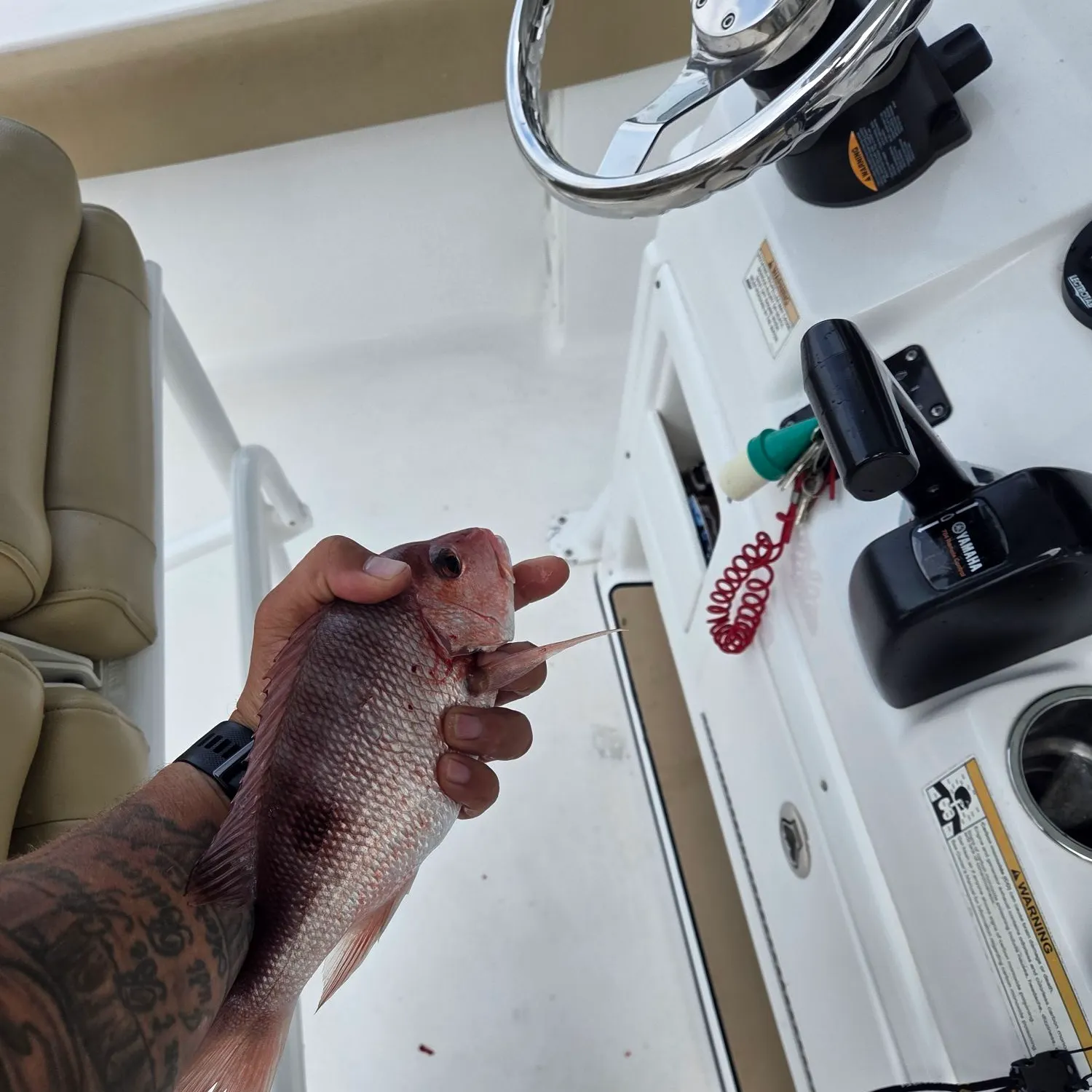 Northern red snapper caught on Fishbrain