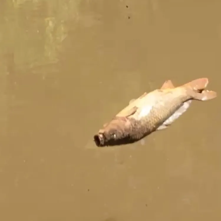 Common carp caught on Fishbrain