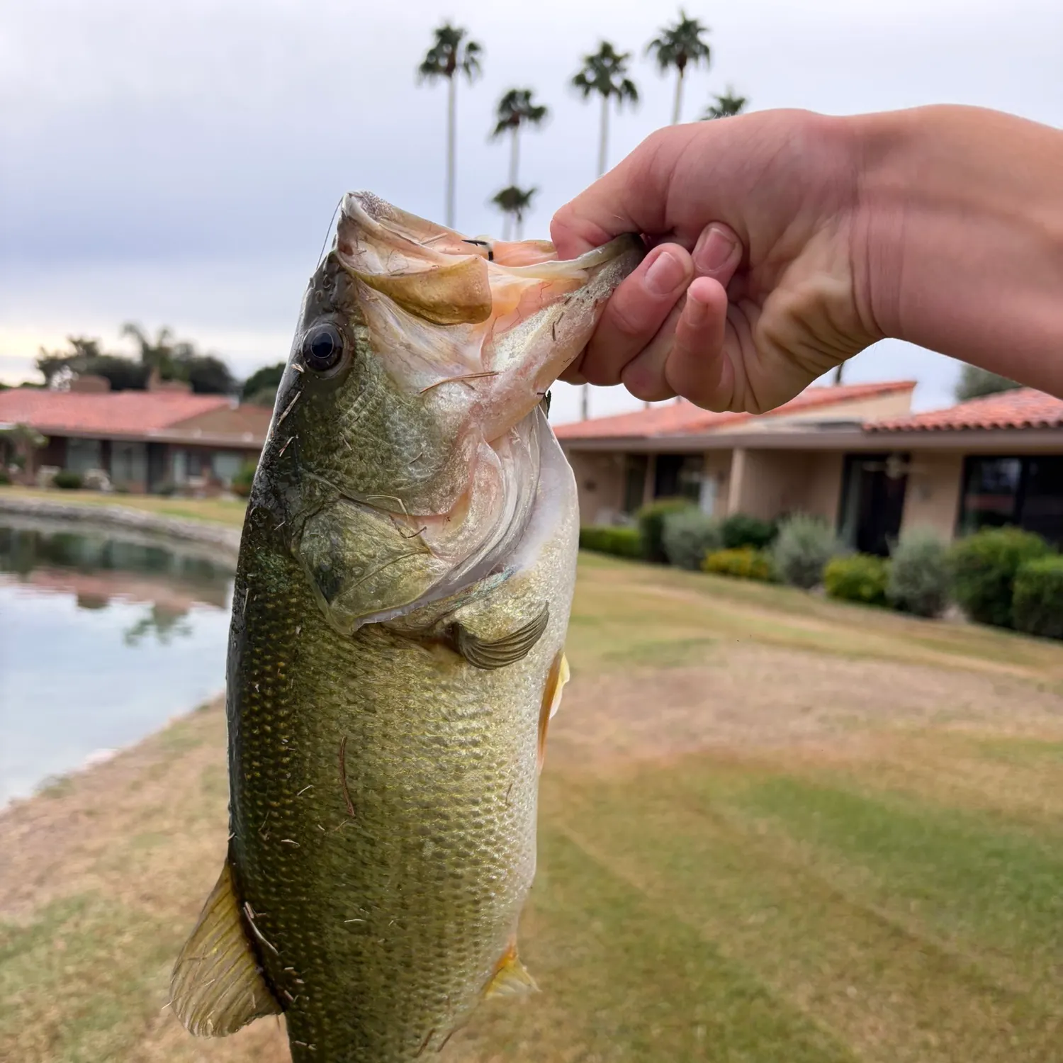 Fish caught on Fishbrain