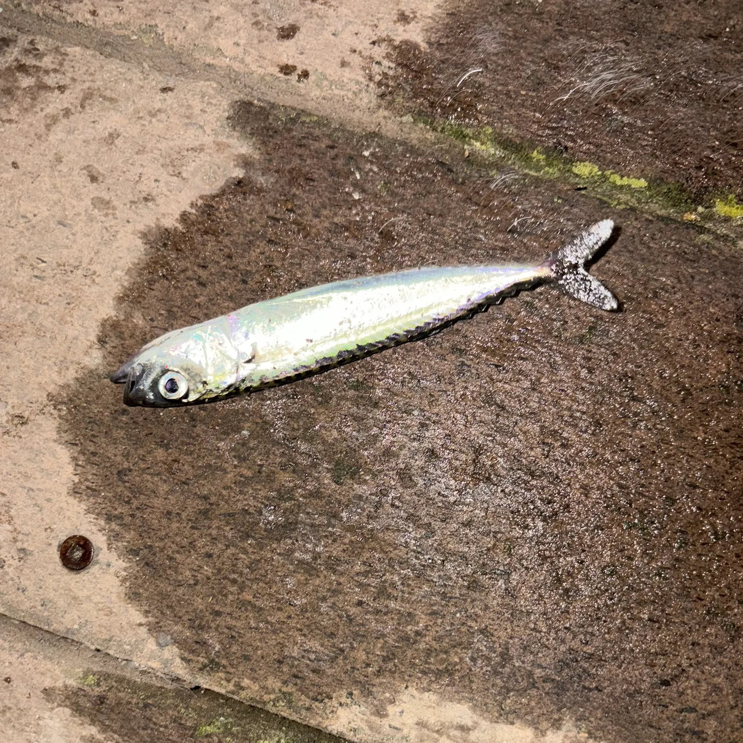 Pacific chub mackerel caught on Fishbrain