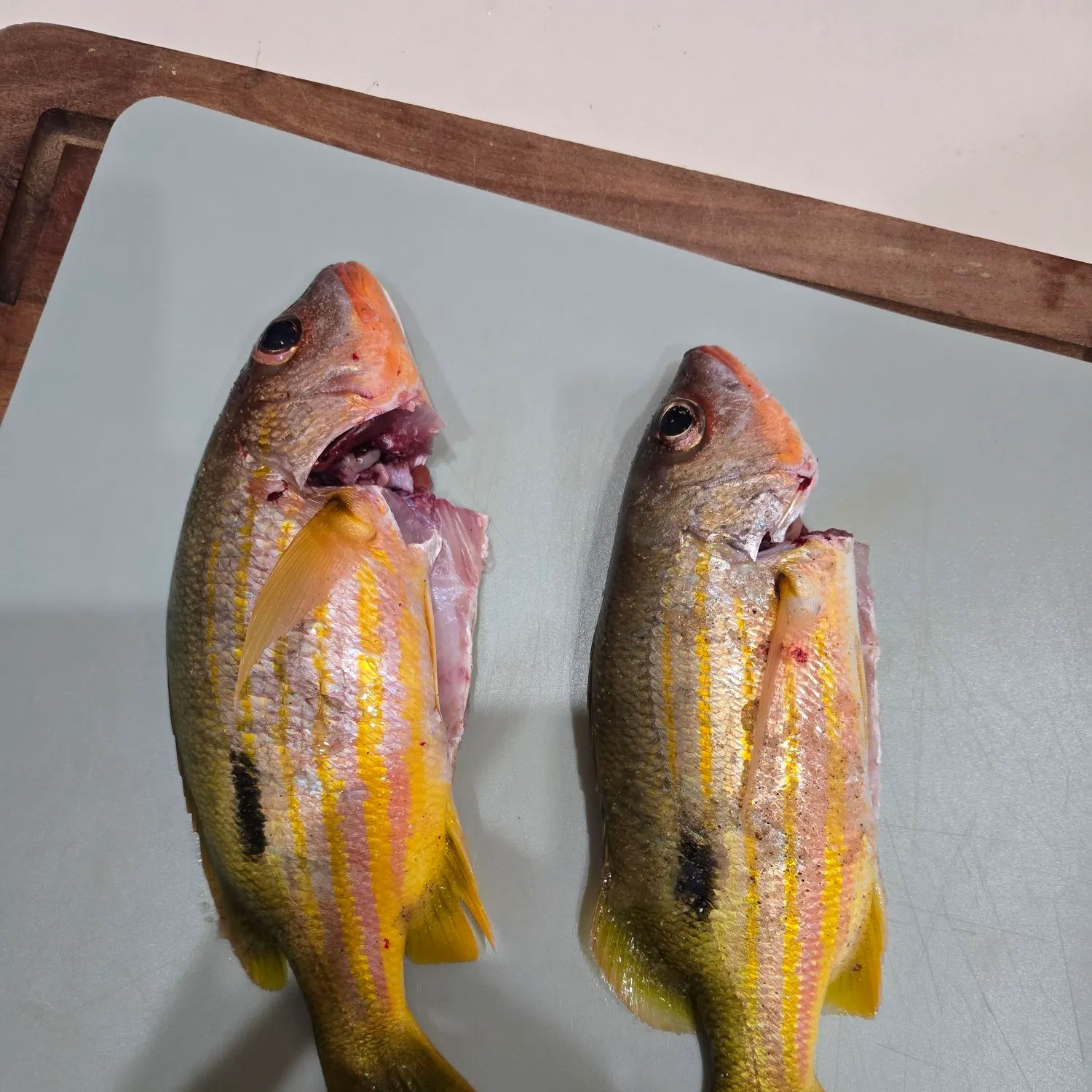 The most recent Dory snapper catches on Fishbrain