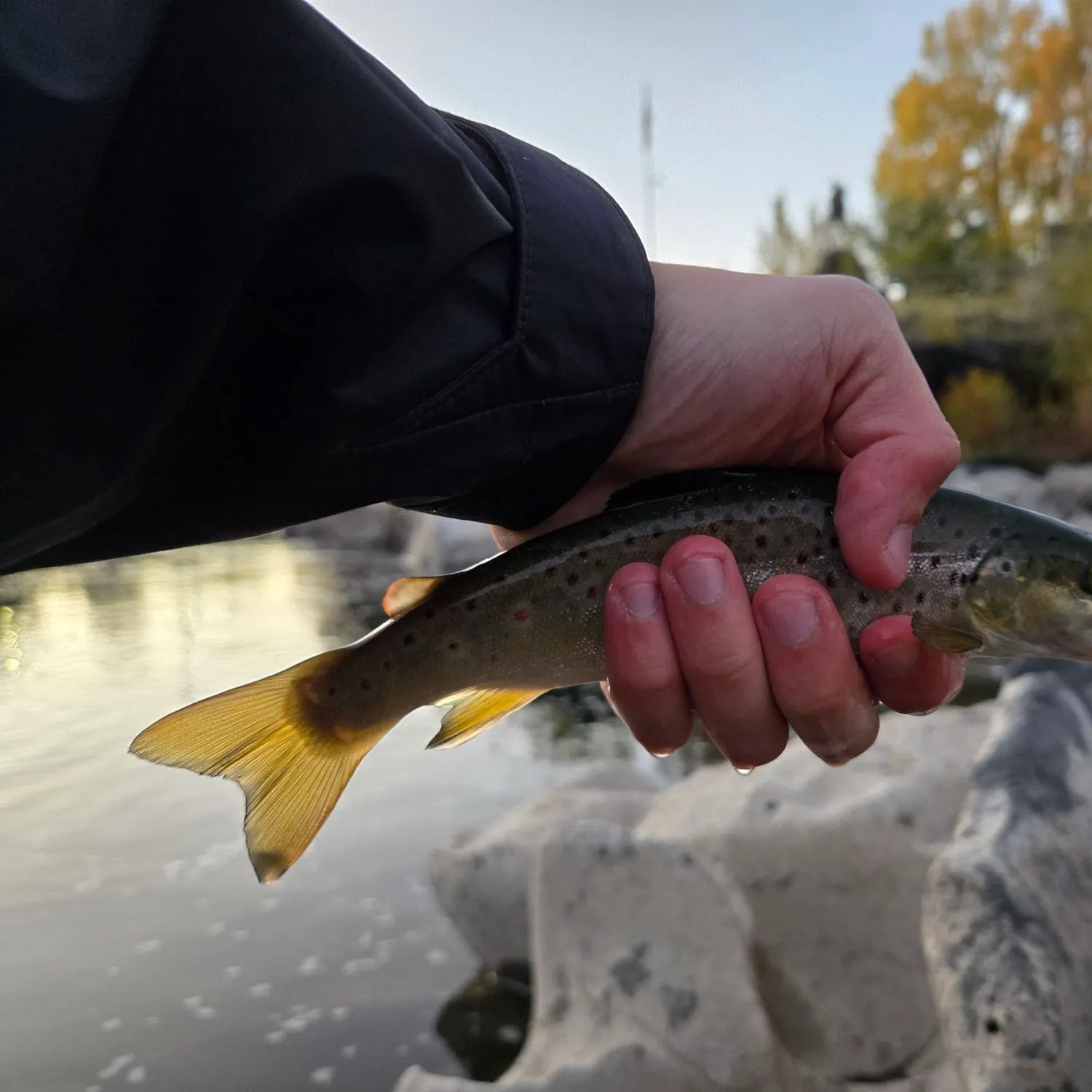 Brown trout caught on Fishbrain