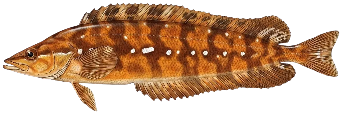 Giant kelpfish