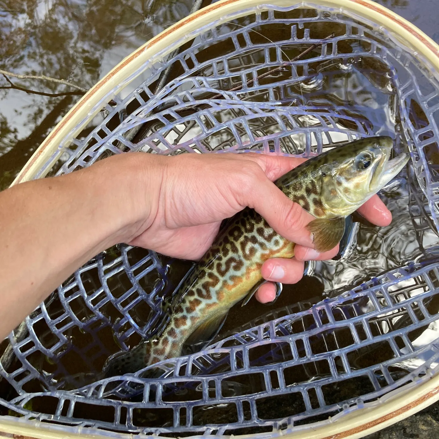 most liked catch image