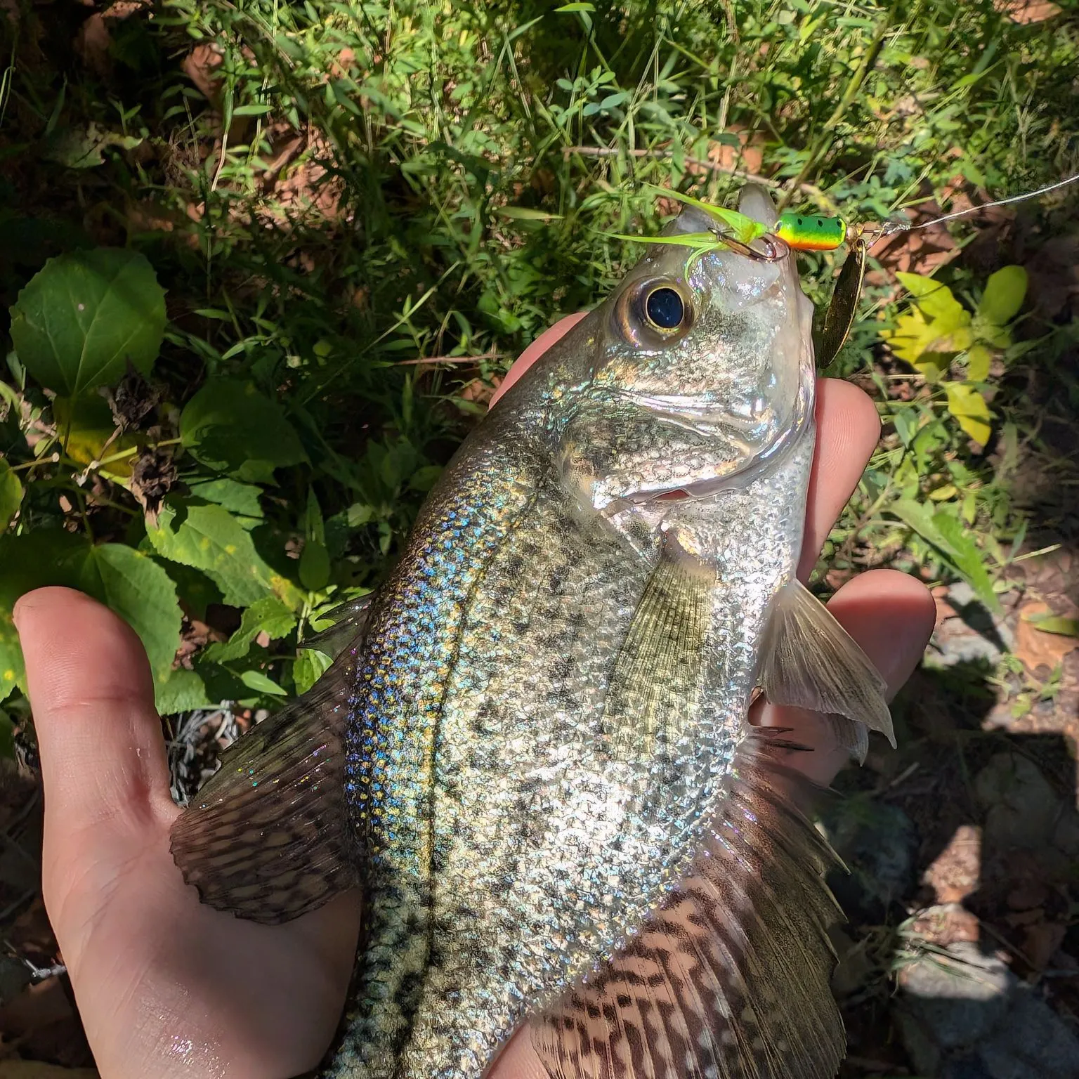 Black crappie caught on Fishbrain
