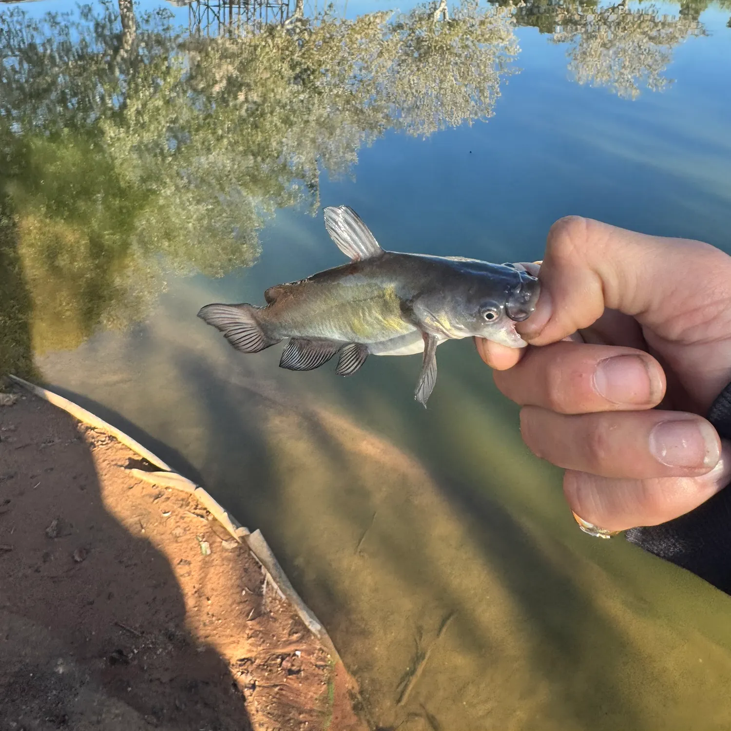 Black bullhead caught on Fishbrain