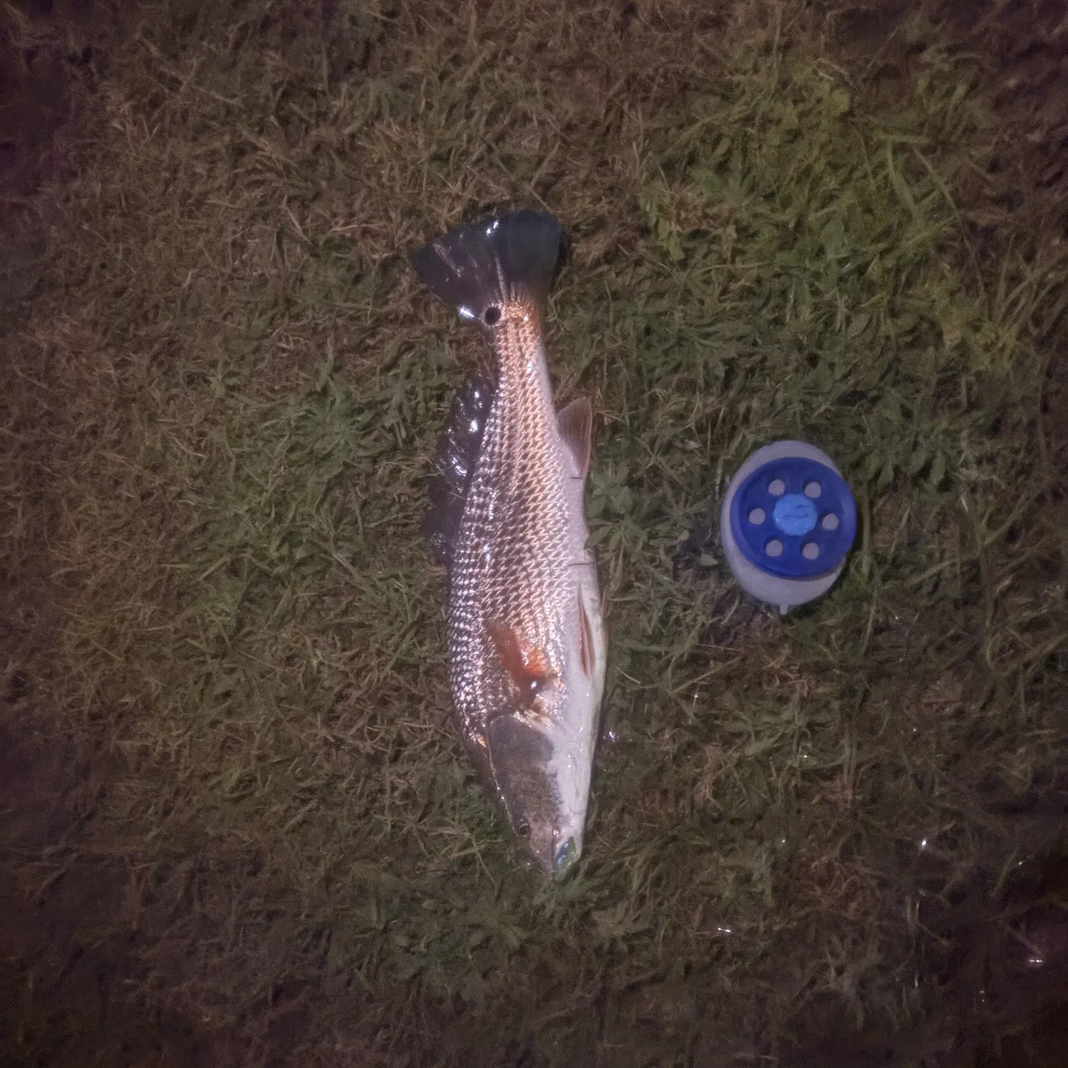 Red drum caught on Fishbrain