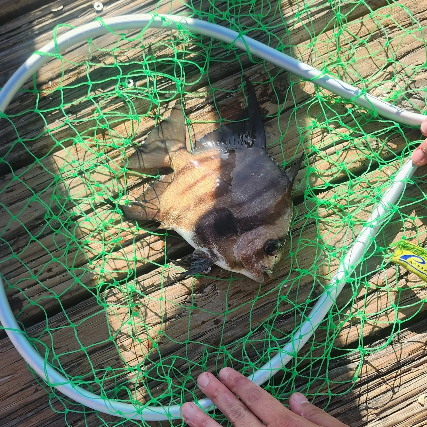 The most recent Pacific spadefish catches on Fishbrain