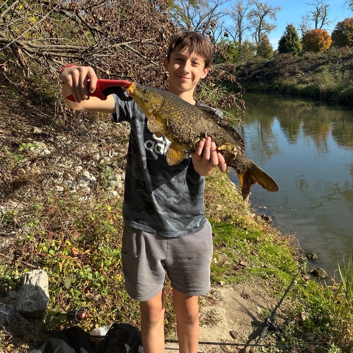Common carp caught on Fishbrain
