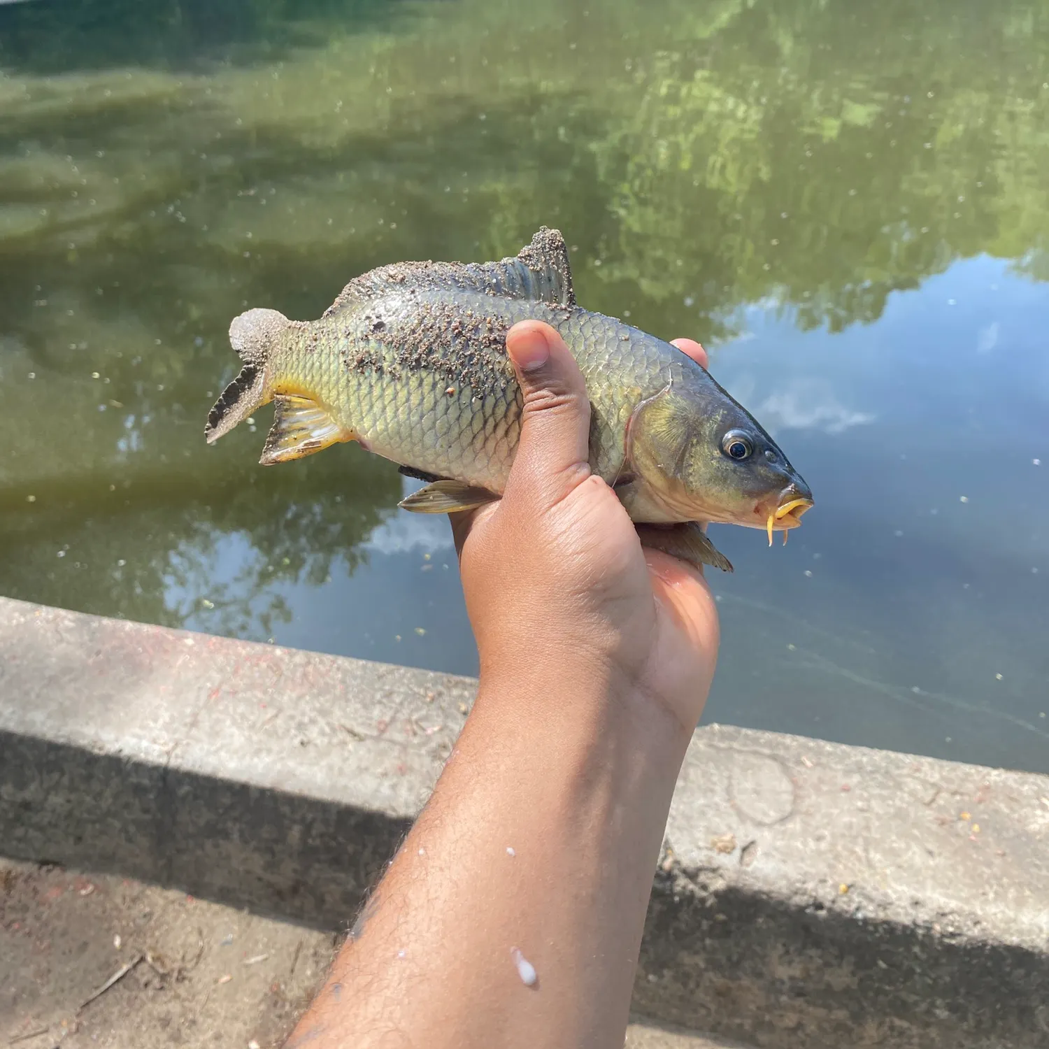 The most recent Silver redhorse catches on Fishbrain