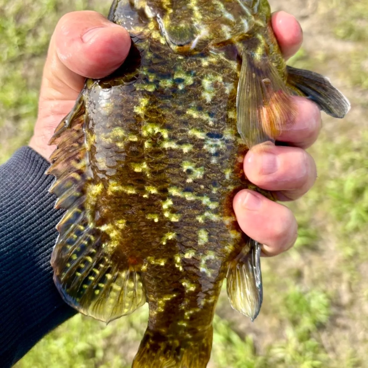 The most recent Warmouth catches on Fishbrain