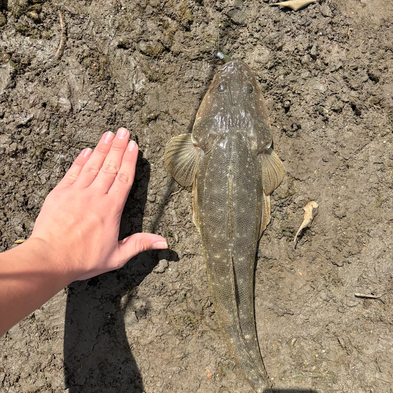 Dusky flathead caught on Fishbrain