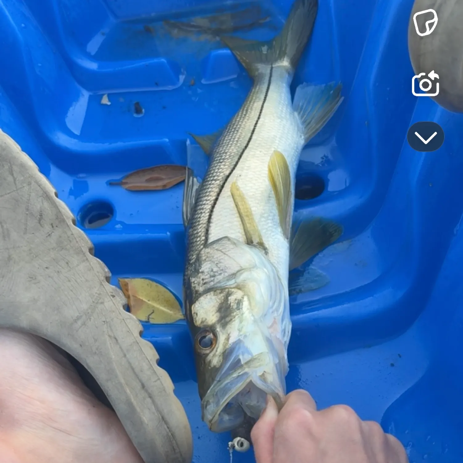 recently logged catches