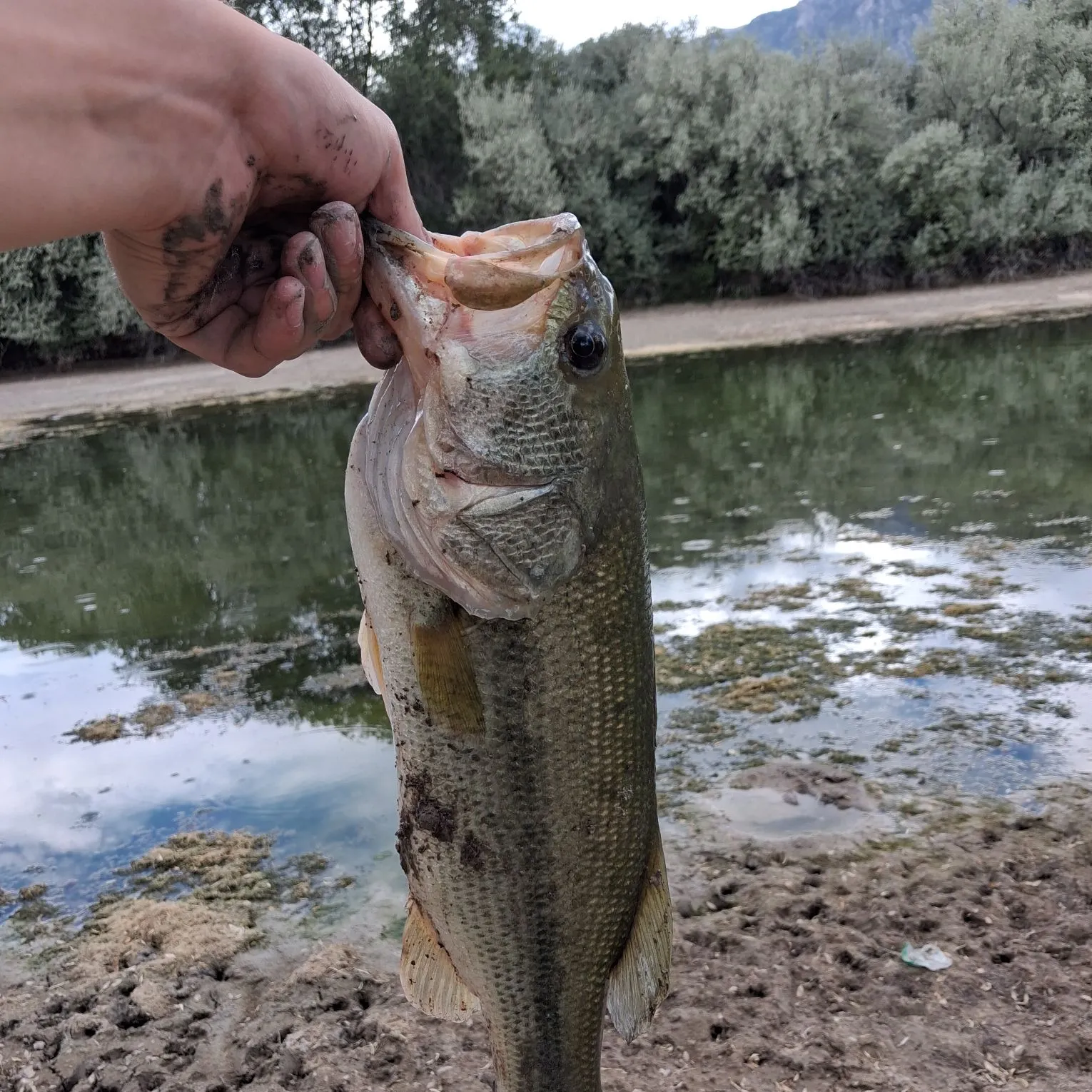 Largemouth bass caught on Fishbrain