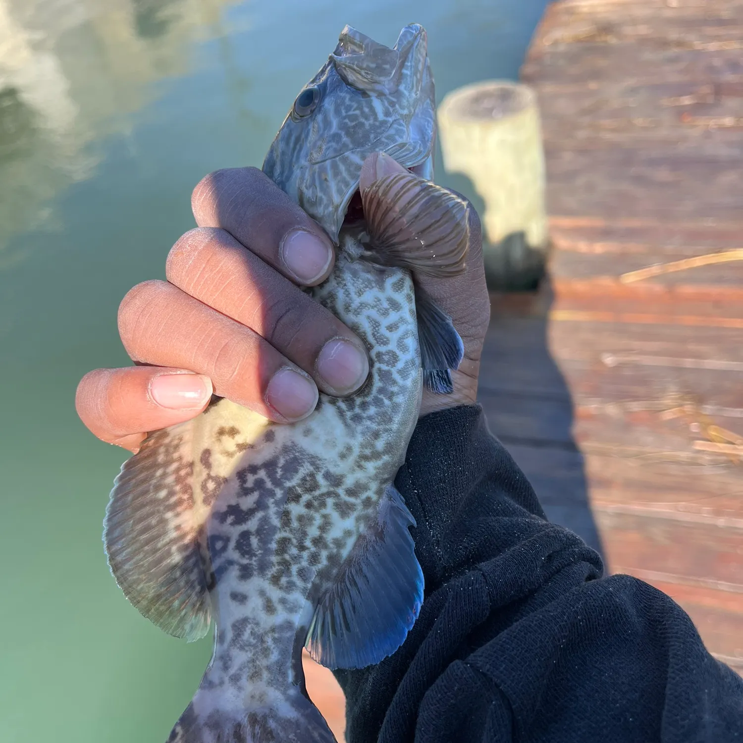The most recent Black grouper catches on Fishbrain