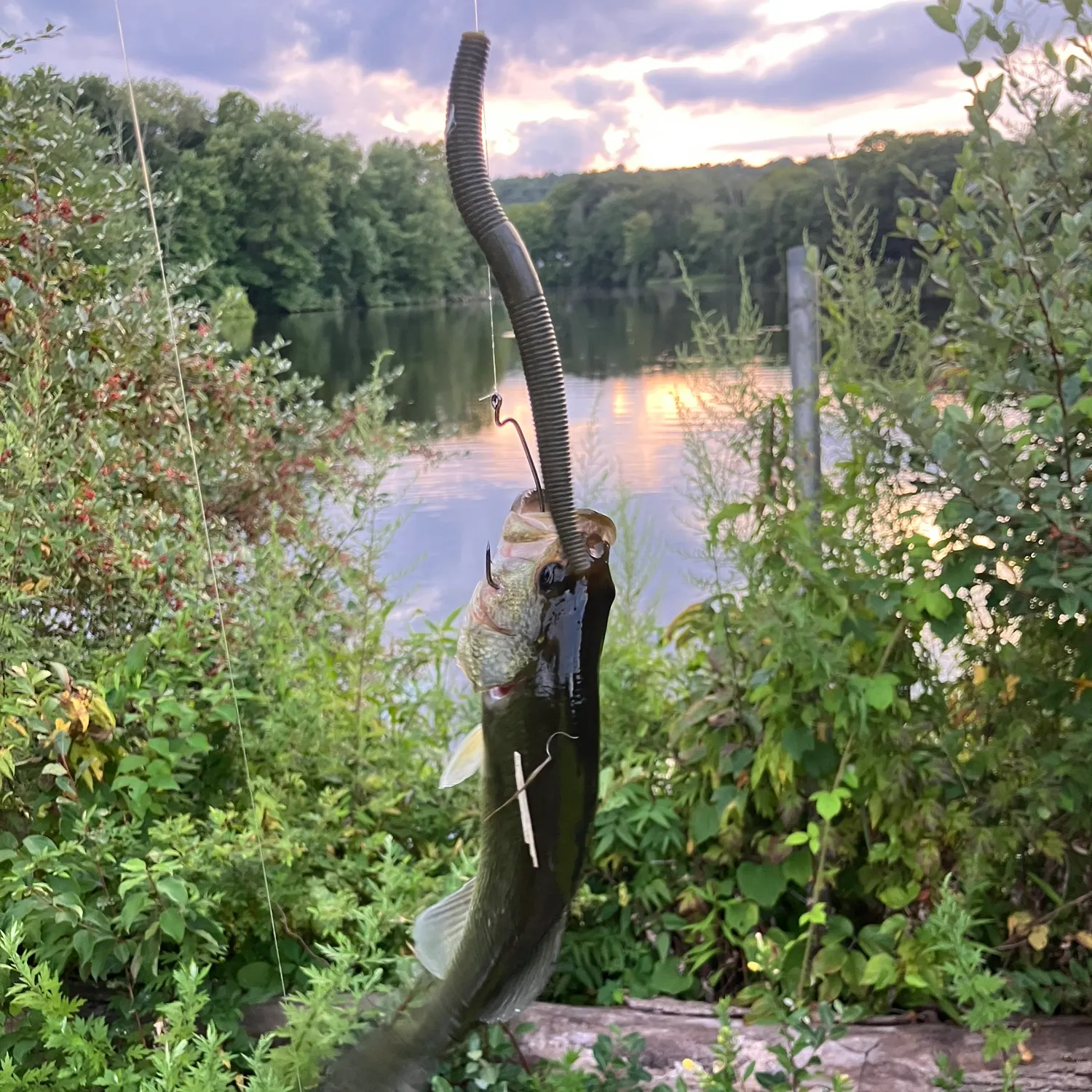 Largemouth bass caught on Fishbrain