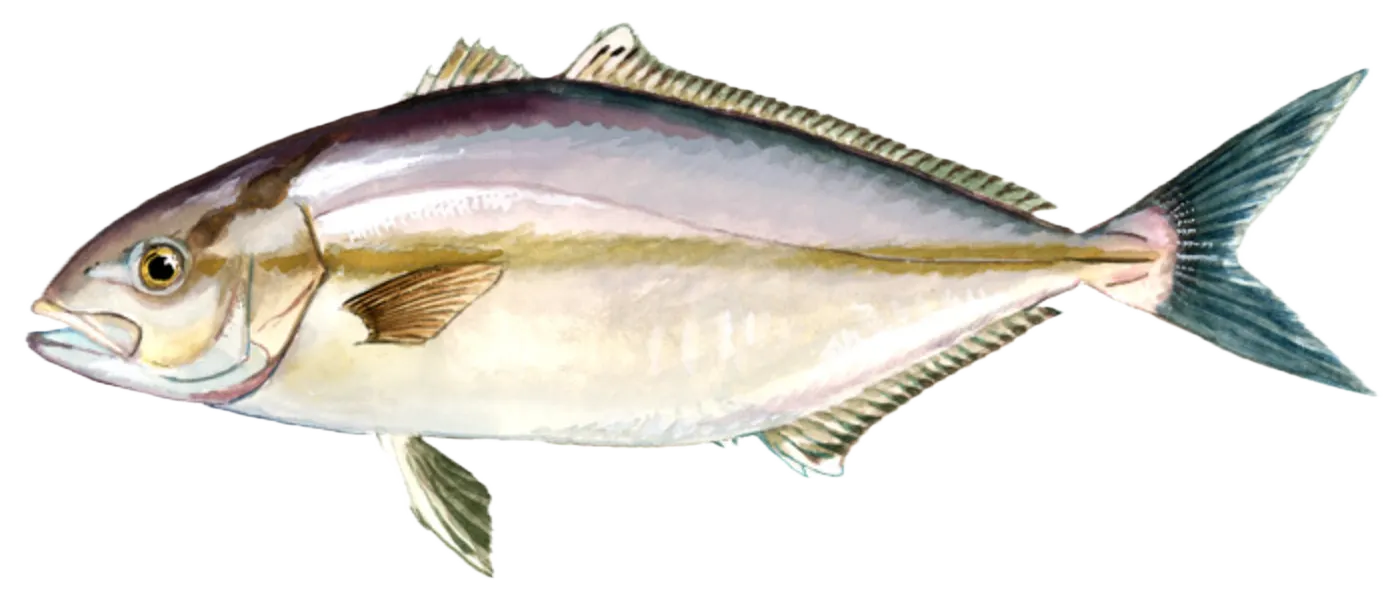 Lesser amberjack