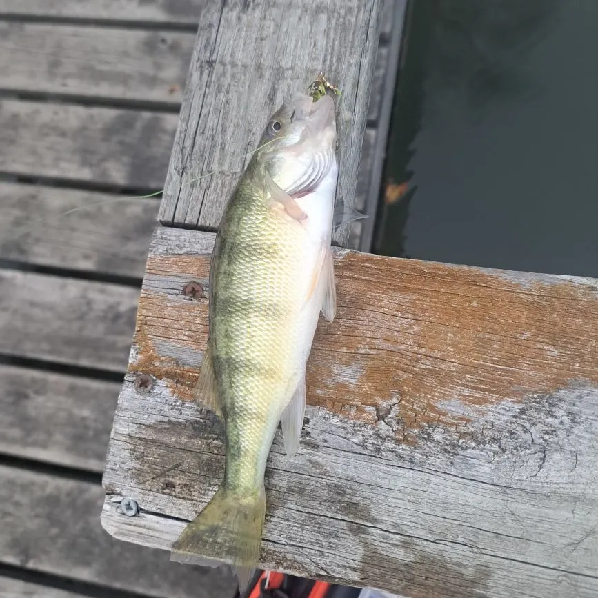 Yellow perch caught on Fishbrain