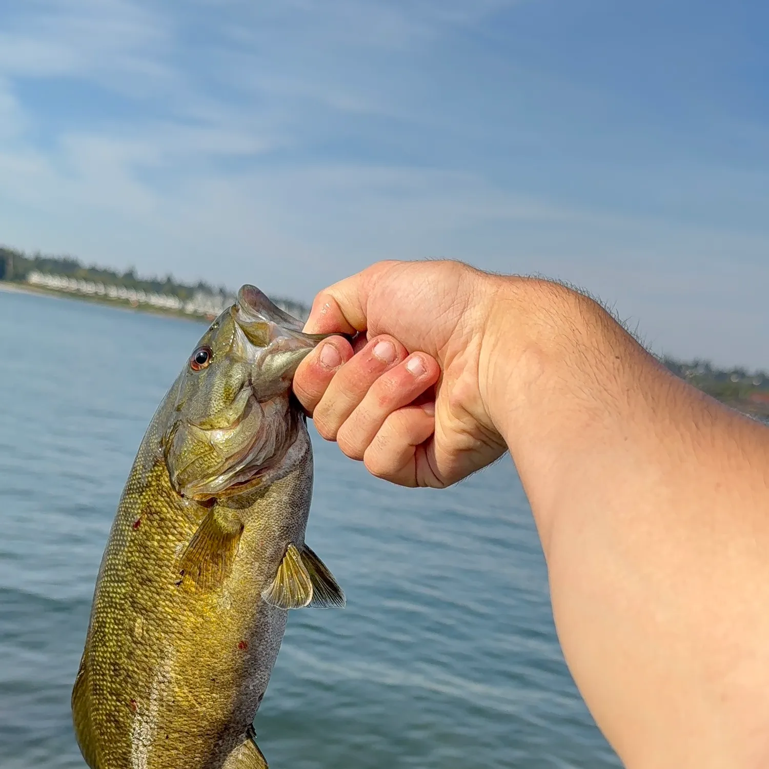 Smallmouth bass caught on Fishbrain
